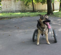 Собаке-инвалиду из Новомосковска вернули коляску