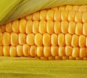 Россельхознадзор нашёл на плавском предприятии 40 тонн карантинной кукурузы 