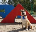 В Тульской области площадки для выгула собак можно сделать по «Народному бюджету»