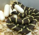 В Тульском зооэкзотариуме ожидается многочисленное потомство ужеобразных змей