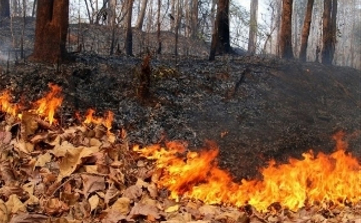 Метеопредупреждние: В Тульской области объявлен пятый класс пожарной опасности