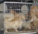 Похитители собак отправятся под суд