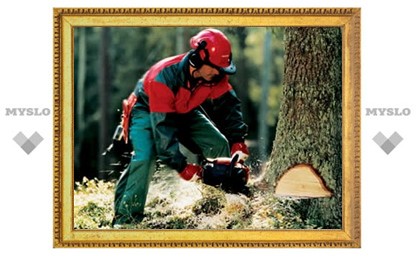 Спиливание одного дерева обойдется Туле в 25000 рублей