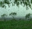 Погода в Туле 14 июня: небольшой дождь, до +27, умеренный ветер