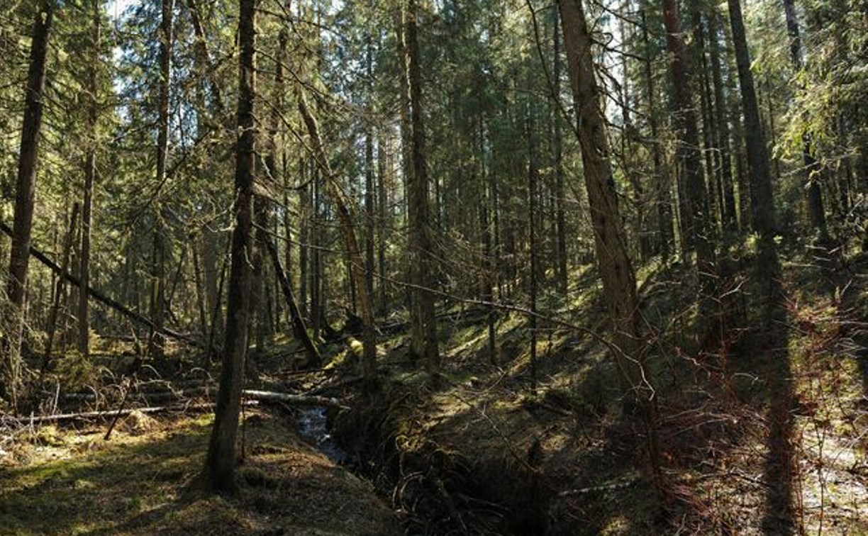 Житель Тульской области изнасиловал знакомую в лесопосадке