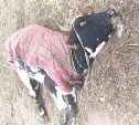 Прокуратура проверила информацию о массовой гибели коров и лошадей в деревне под Тулой
