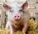 В Венёвском районе мужчина украл свинью