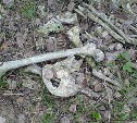 В Тульской области обнаружили скелетированные останки человека