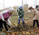 Осенью в Туле высадят 2,5 тысяч саженцев деревьев