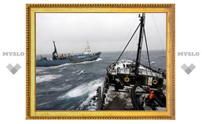 Защитники китов протаранили японский китобоец