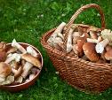 Штраф за маленькие сыроежки – очередной фейк: Минприроды разъяснило правила сбора грибов и березового сока