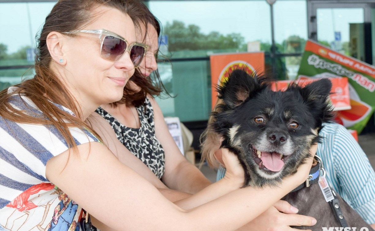 В Туле пройдет благотворительный фестиваль помощи животным: полная афиша