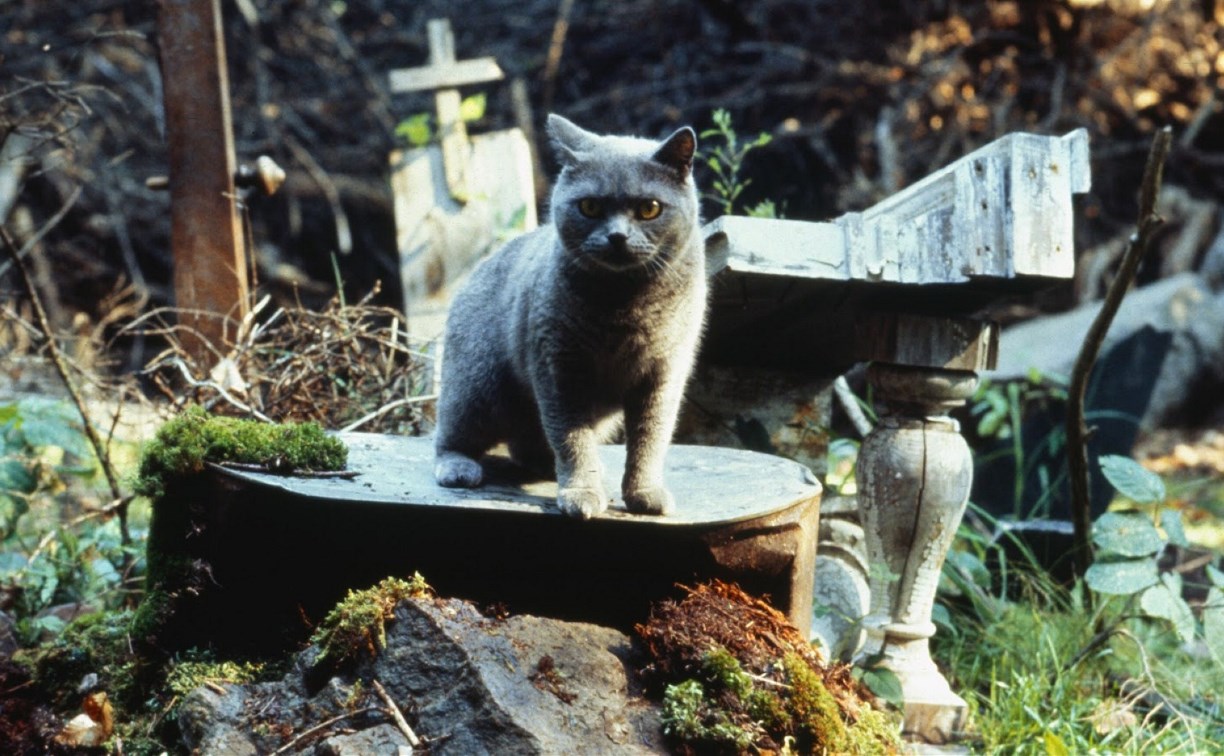 В городском парке Новомосковска нашли кладбище домашних животных