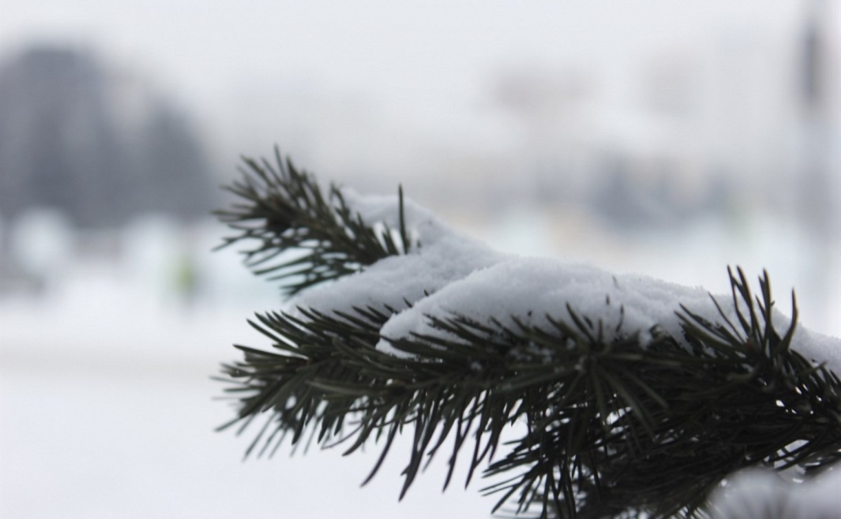 Погода в Туле 18 декабря: небольшой снег, до -13 градусов