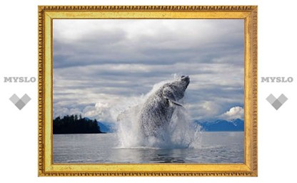 Инженер превратил песни китов в картины