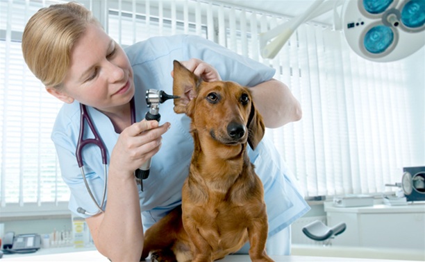 Тульский центр ветеринарной медицины: «Поможем здоровью ваших питомцев»