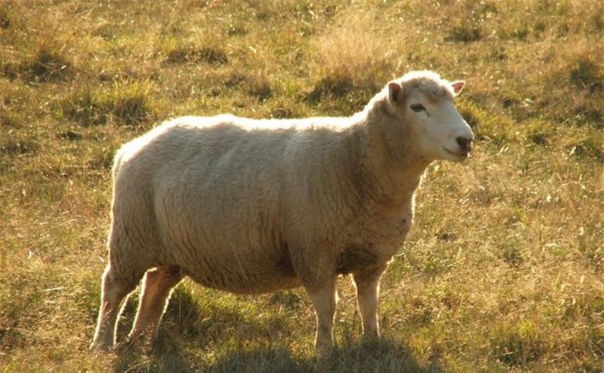 Житель Кимовского района украл заблудившуюся овцу