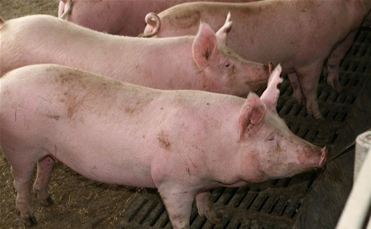 В соседней с Тулой Рязанской областью обнаружена вспышка африканской чумы свиней