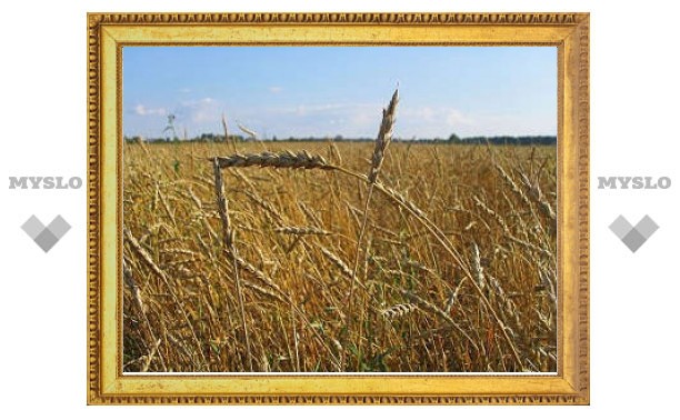 Ученые расшифровали геном пшеницы
