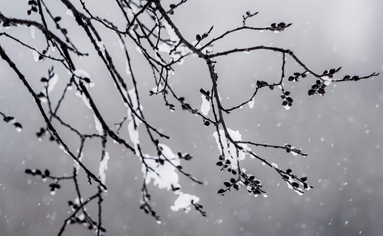 Погода в Туле 11 декабря: снег, туман и оттепель