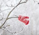 Погода в Туле 22 ноября: мороз и повышенное атмосферное давление