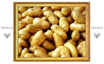 В Тульской области картофель погубил жителей Узбекистана