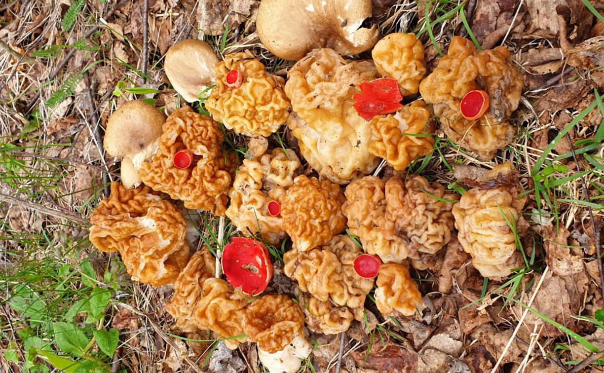 Туляки открыли грибной сезон: в лесах собирают урожай «мозгов»