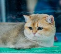Туляков приглашают на международную выставку кошек