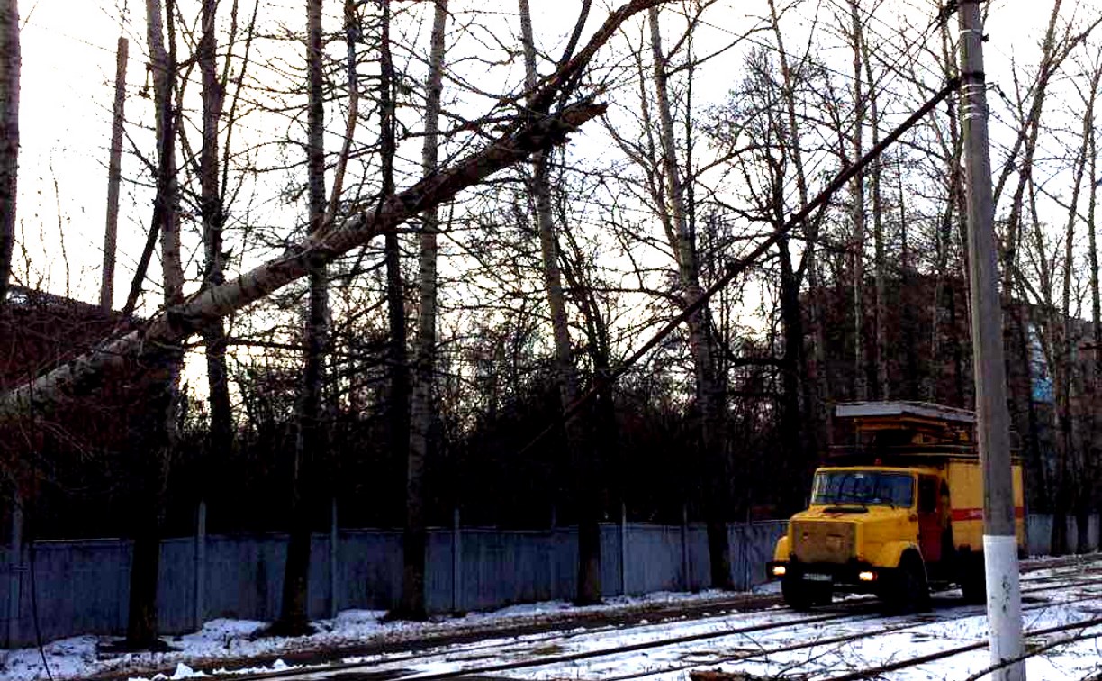 В Туле на Щегловской засеке дерево упало на трамвайные пути