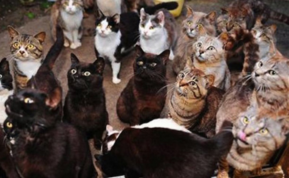 Под Тулой 17 кошек оккупировали квартиру пенсионерки и выживают соседей