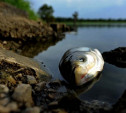 В Ленинском районе незаконный спиртзавод загрязняет местный пруд