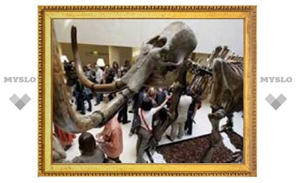 На торгах Christie&#039;s проданы мамонт и шерстистый носорог