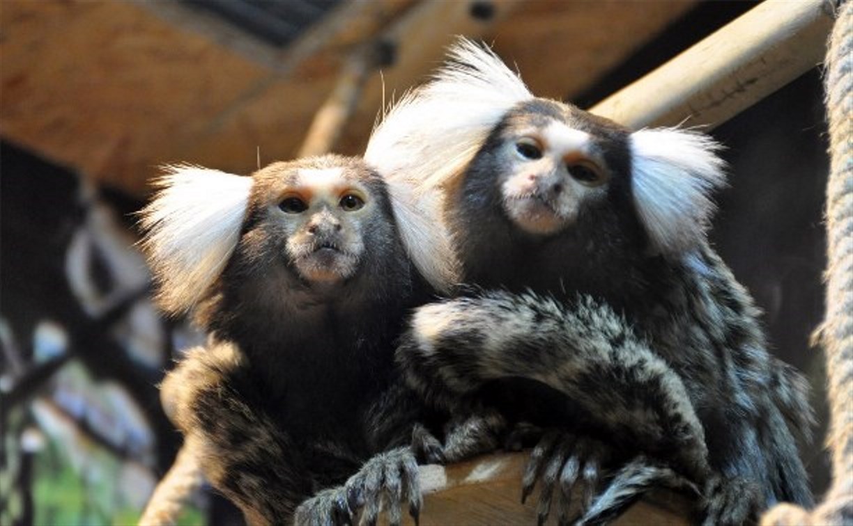 Тульский экзотариум приглашает на каникулы с обезьянками