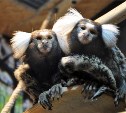 Тульский экзотариум приглашает на каникулы с обезьянками