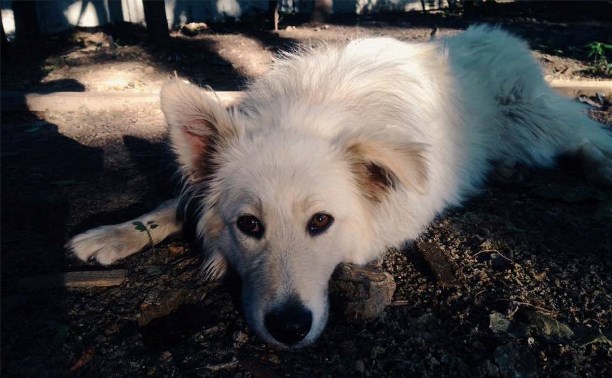 Московские журналисты ищут хозяев для собаки, принадлежащей убитой на Косой Горе семье