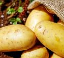 Голодный вор украл у жителя Киреевского района 200 кг картофеля