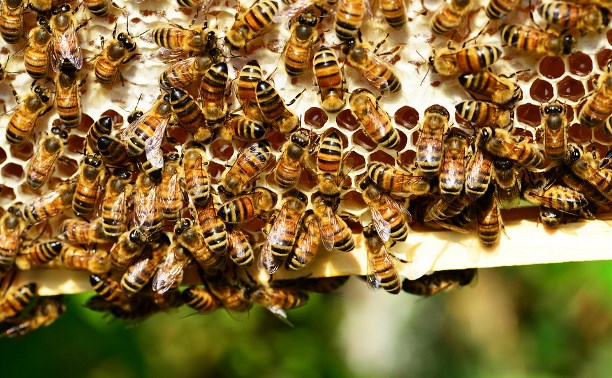 Массовая гибель пчел в Тульской области: пасечникам возместят 20 млн рублей