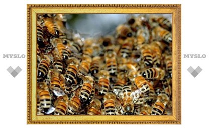 В Туле на детскую площадку сел рой пчел