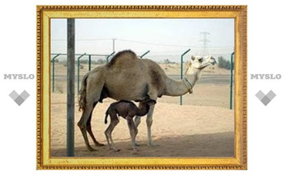 В ОАЭ впервые клонировали верблюда
