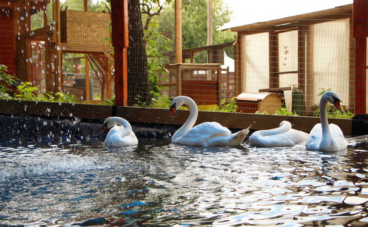 Лебеди в зооуголке тульского Центрального парка переехали в новый вольер