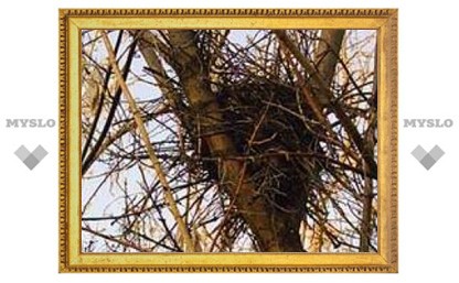 11 марта: Смотри за гнездами