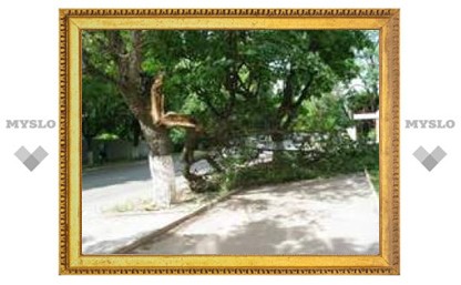 В центре Тулы на тротуар упало дерево