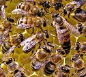 В Туле будут защищать пчёл