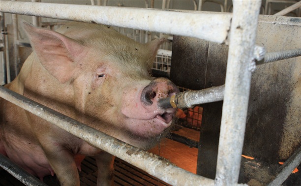 В Ясногорском районе зафиксировали африканскую чуму свиней