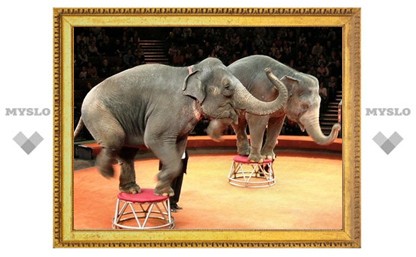 В Тулу едет цирк слонов