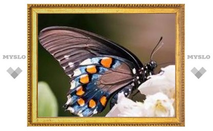 Тулякам предлагают раскрыть "Секрет бабочки"
