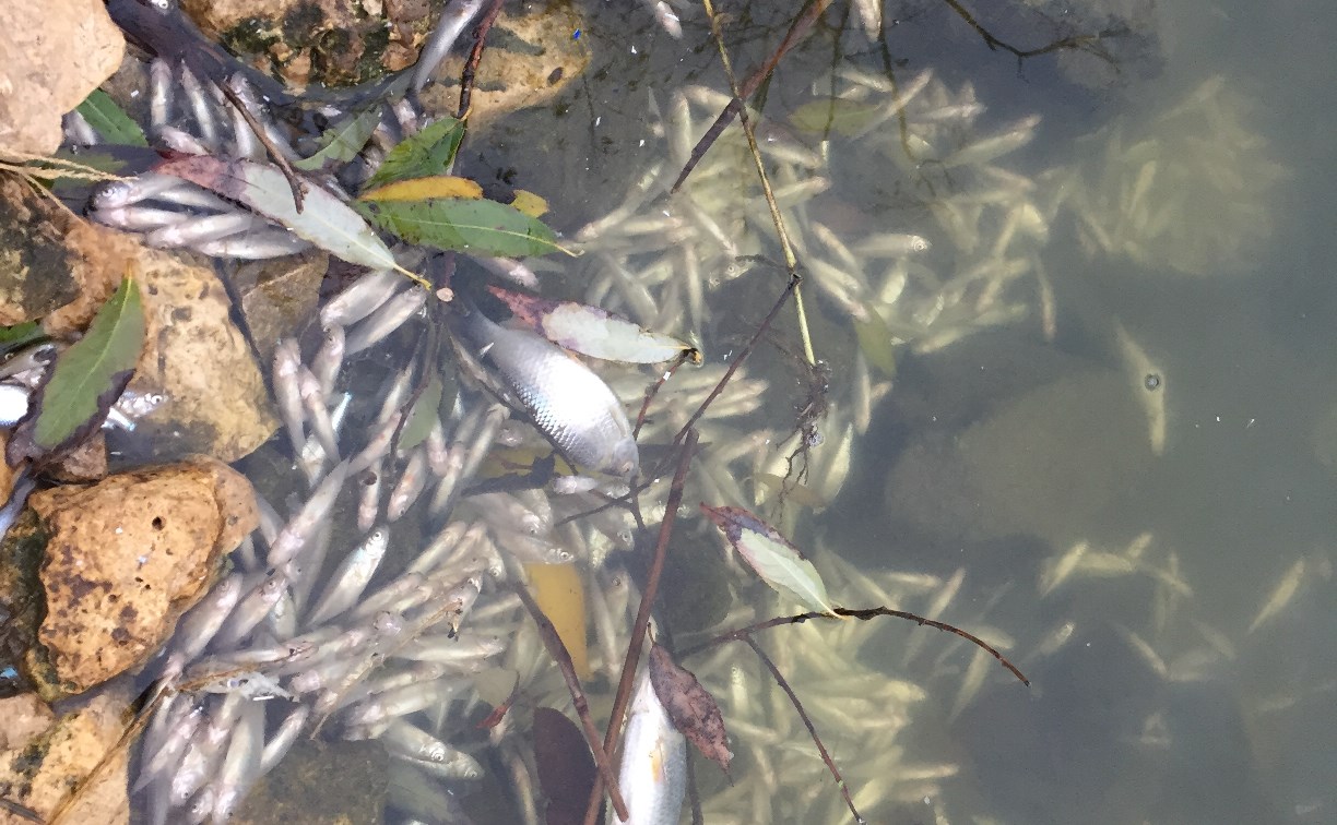 Под Новомосковском в Шатском водохранилище массово погибла рыба