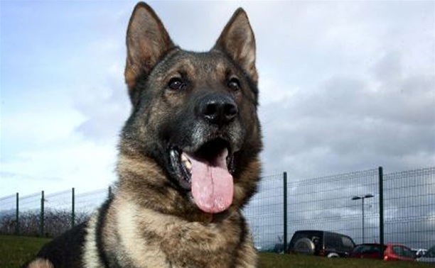 Полицейская собака помогла задержать автомобильных воров
