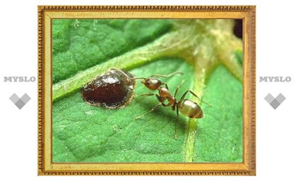 Новая сверхколония муравьев разместилась на двух континентах