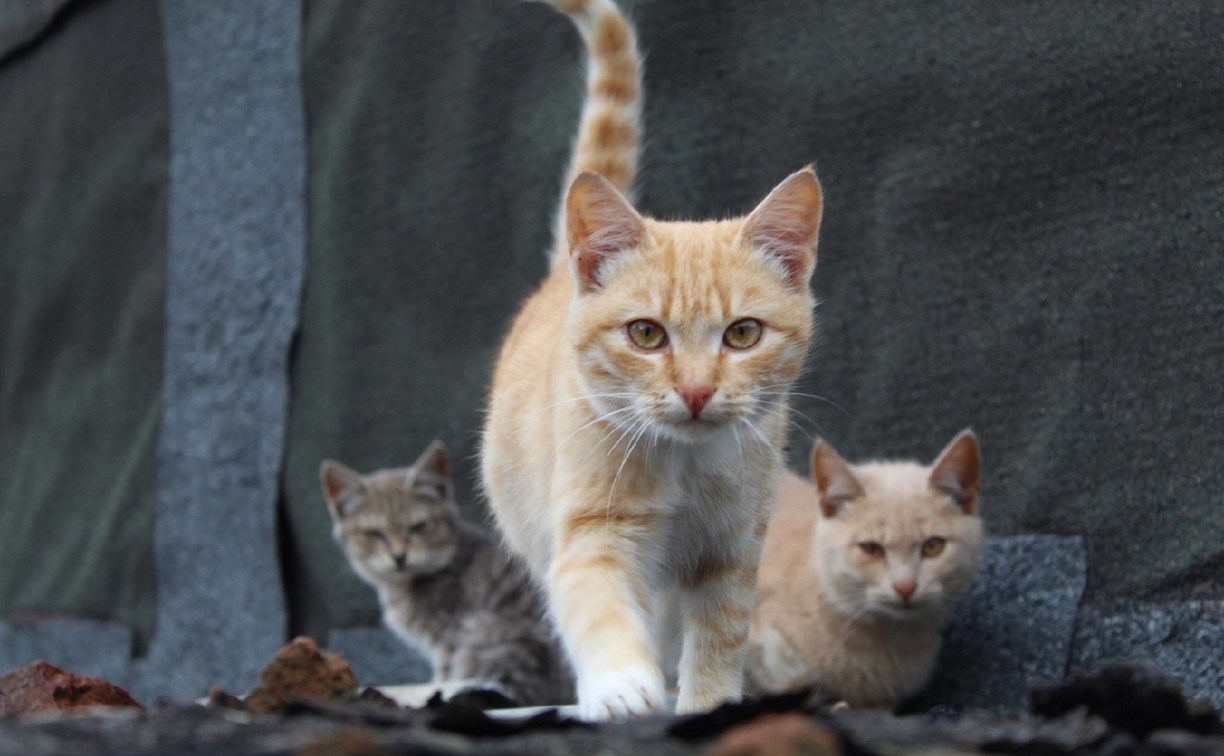 Подвалы многоквартирных домов откроют для кошек